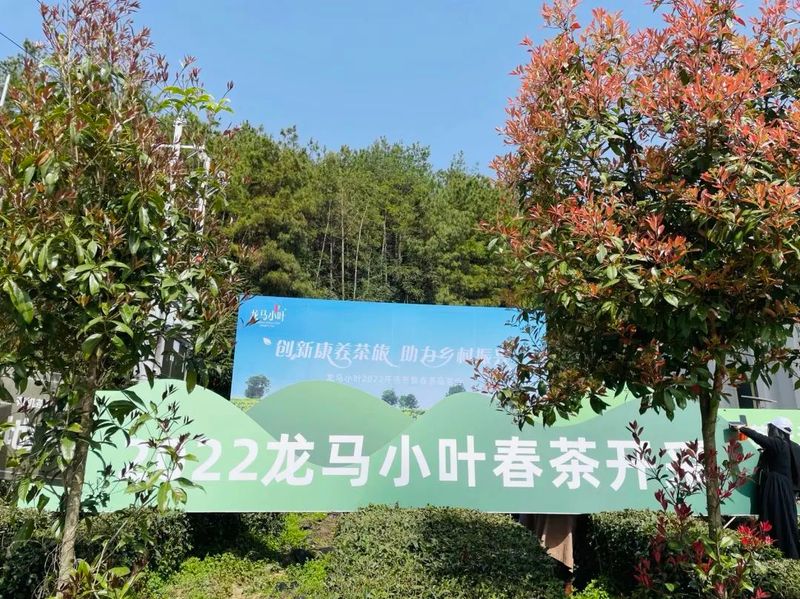 关于邀您喝茶了!2022龙马小叶茶叶正式开采!的资讯