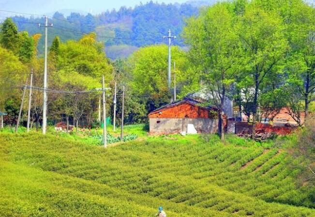 关于溧阳明前白茶有“电”更香的最新消息