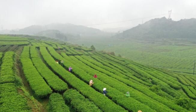 有关于广西上林：茶农忙采明前茶的新闻