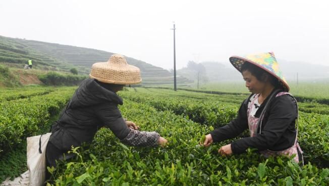 有关于广西上林：茶农忙采明前茶的新闻(3)