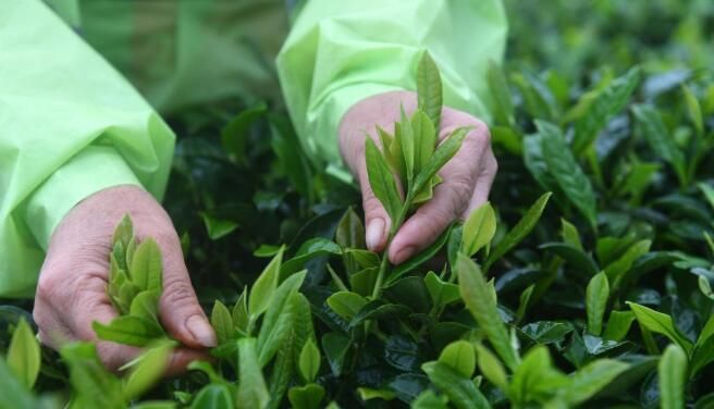 有关于广西上林：茶农忙采明前茶的新闻(2)