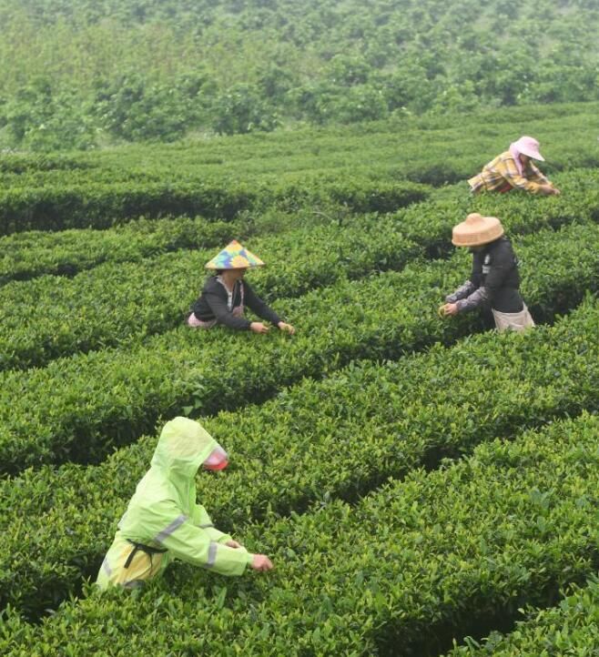 有关于广西上林：茶农忙采明前茶的新闻(1)