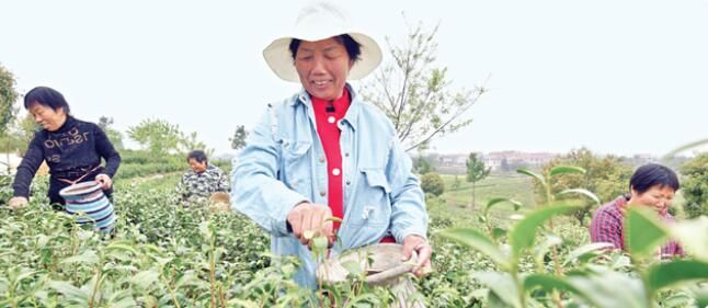 关于新洲旧街茶产业“采”出幸福生活的相关内容