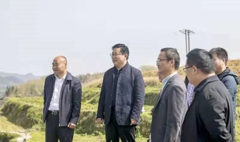 有关于2022年泸溪白茶开园采摘的相关内容