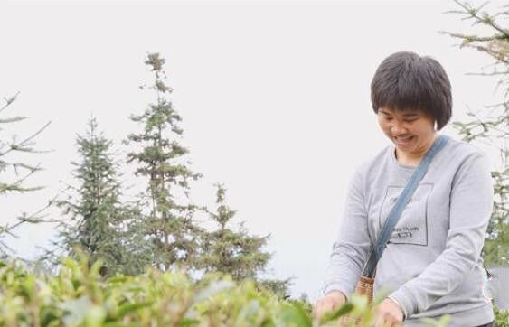 有关于贵州独山：绿芽玉露萦春梦 只此青绿采茶去的新闻(4)