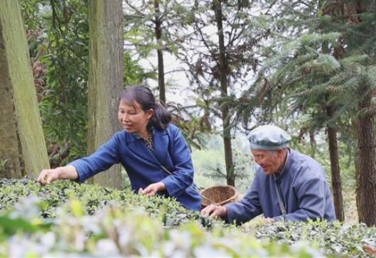 有关于贵州独山：绿芽玉露萦春梦 只此青绿采茶去的新闻(2)