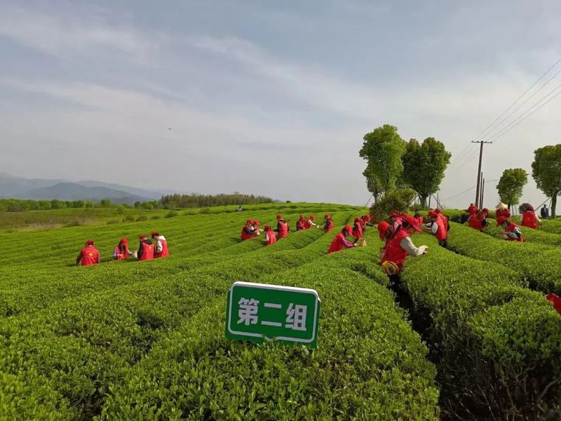 关于上虞区农业农村局青年干部实训班“采茶助农”在章镇上虞茶场举行的相关内容(6)