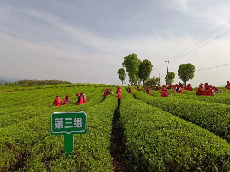 关于上虞区农业农村局青年干部实训班“采茶助农”在章镇上虞茶场举行的相关内容(7)
