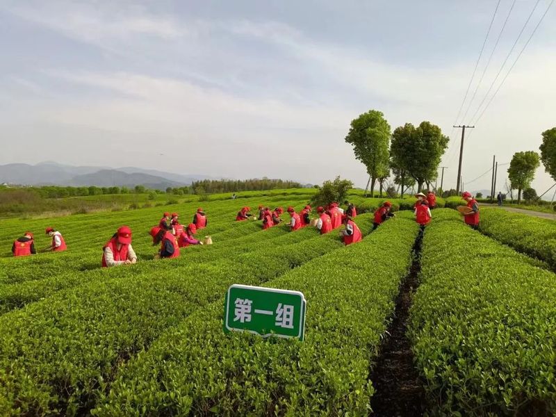 关于上虞区农业农村局青年干部实训班“采茶助农”在章镇上虞茶场举行的相关内容(5)