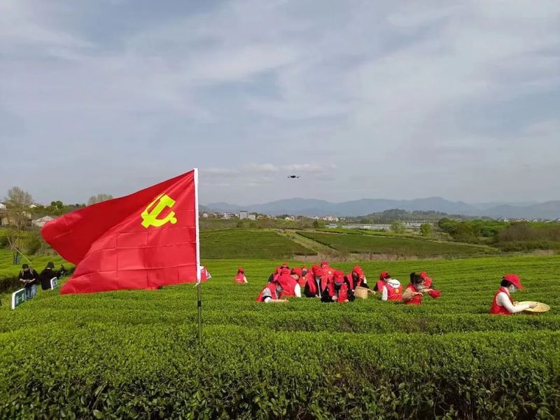 关于上虞区农业农村局青年干部实训班“采茶助农”在章镇上虞茶场举行的相关内容(3)
