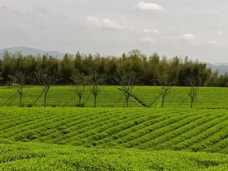 关于上虞区农业农村局青年干部实训班“采茶助农”在章镇上虞茶场举行的相关内容