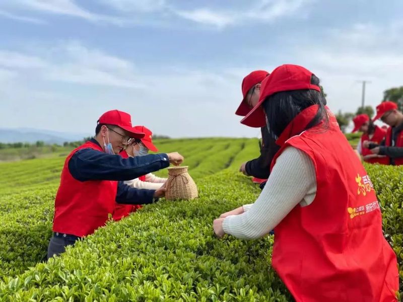 关于上虞区农业农村局青年干部实训班“采茶助农”在章镇上虞茶场举行的相关内容(2)