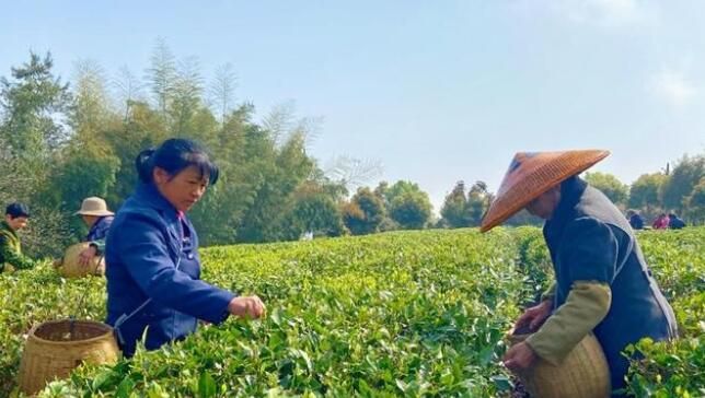 关于湘乡各地明前茶飘香 茶农采摘忙的相关内容(1)