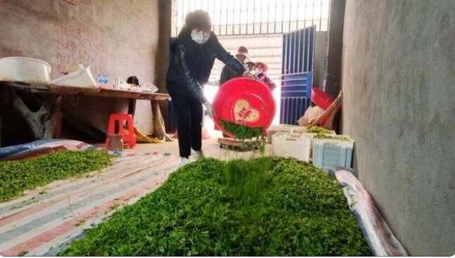 关于安福甘洛:春日采茶忙 千亩茶园成村民“绿色银行”的相关信息(4)