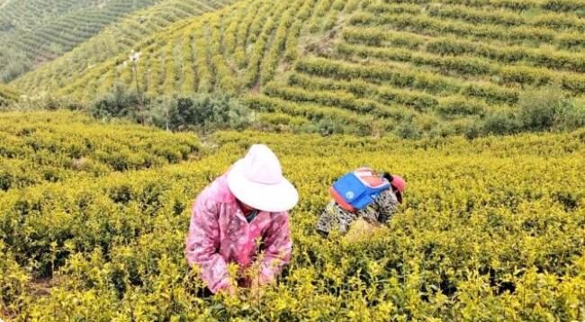 关于安福甘洛:春日采茶忙 千亩茶园成村民“绿色银行”的相关信息
