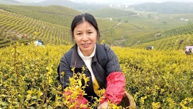 关于安福甘洛:春日采茶忙 千亩茶园成村民“绿色银行”的相关信息(2)