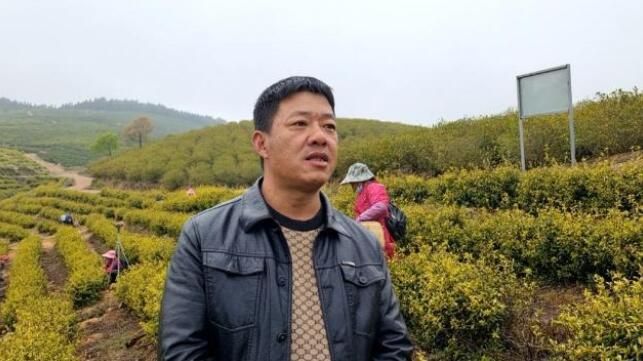 关于安福甘洛:春日采茶忙 千亩茶园成村民“绿色银行”的相关信息(1)