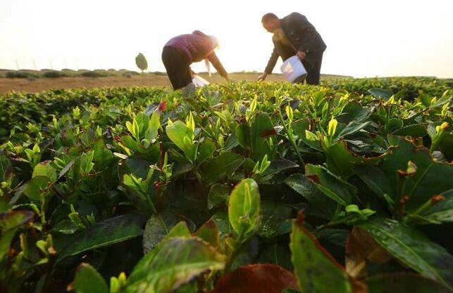 有关于南茶北引成就日照闪亮“金名片”的内容