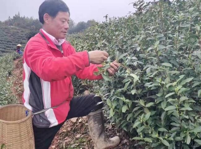 关于宣城泾县昌桥乡:以茶促旅绘就文化生态旅游新篇章的新闻