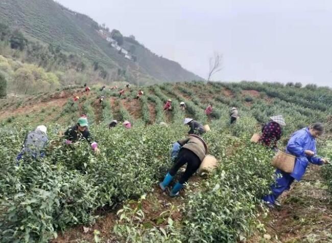 关于宣城泾县昌桥乡:以茶促旅绘就文化生态旅游新篇章的新闻(1)