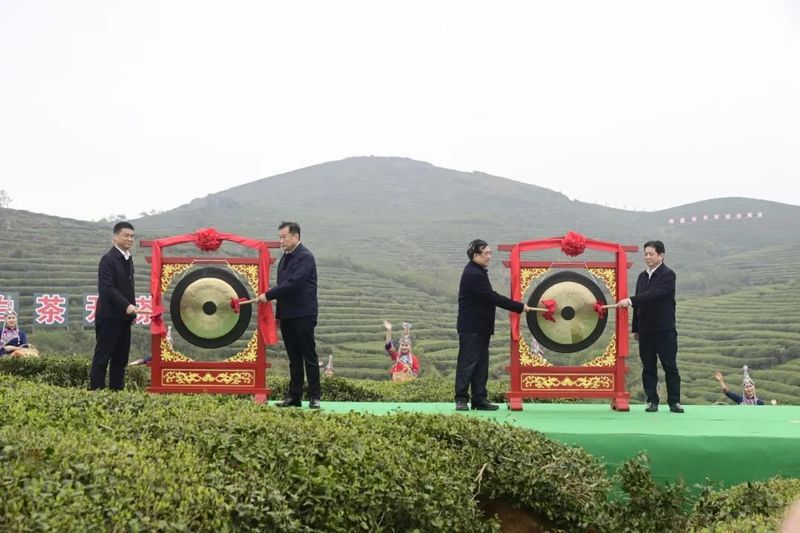 有关于开茶喽！福鼎“云”上开茶！的消息