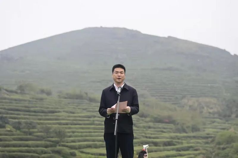 有关于开茶喽！福鼎“云”上开茶！的消息(1)
