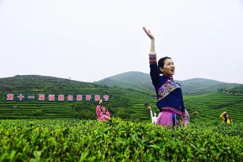 有关于开茶喽！福鼎“云”上开茶！的消息(2)