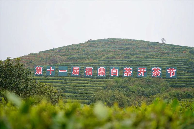 有关于“福鼎白茶”品牌形象宣传语获奖名单公布!的相关信息