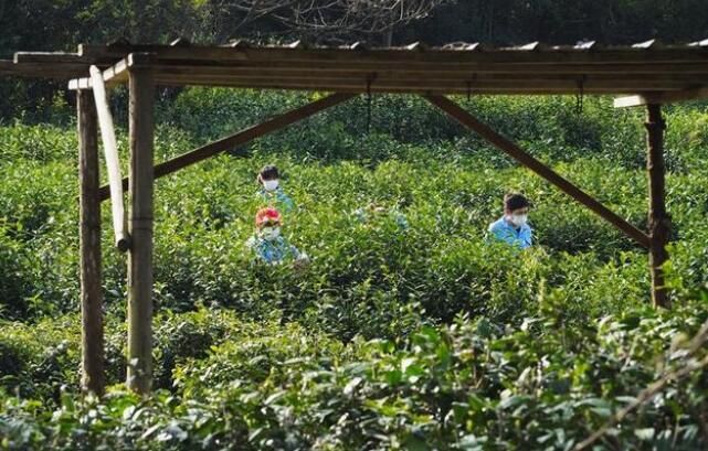 关于锡北镇斗山茶园:明前春茶采摘忙的相关信息(4)