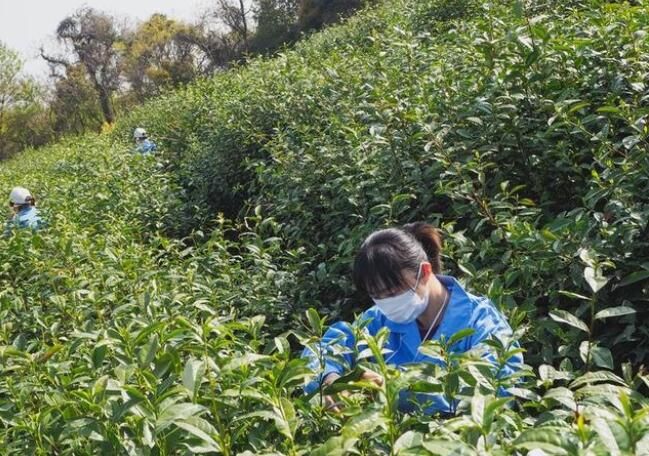 关于锡北镇斗山茶园:明前春茶采摘忙的相关信息(1)