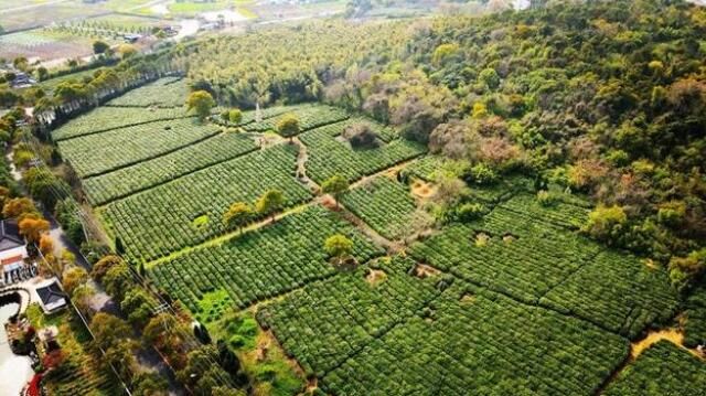 关于锡北镇斗山茶园:明前春茶采摘忙的相关信息