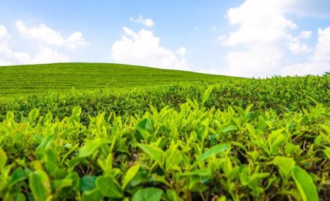 有关于春来茶香撷绿芽（上）的消息