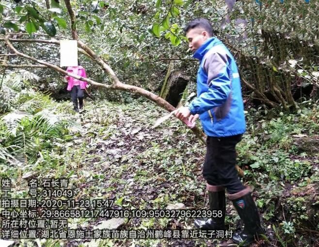 有关于为每棵古茶树撑起保护伞 古茶保护入选湖北省十大农险创新案例的消息(2)