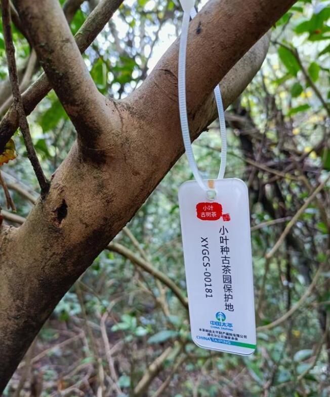 有关于为每棵古茶树撑起保护伞 古茶保护入选湖北省十大农险创新案例的消息(1)