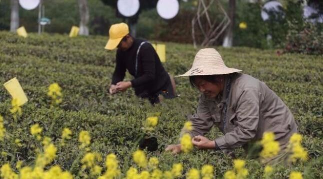 关于黄山数十万亩茶园开园采摘目前量少价稳的相关信息