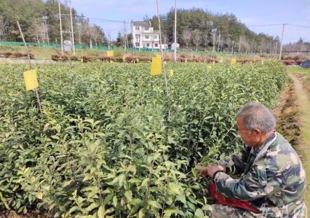 关于黄山数十万亩茶园开园采摘目前量少价稳的相关信息(1)