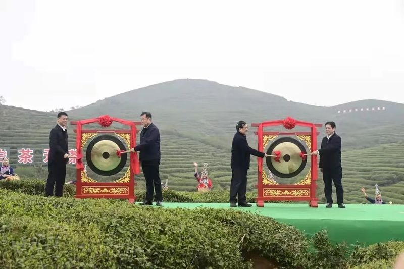 有关于福鼎白茶开茶节:以一片叶子富一方百姓的信息(2)