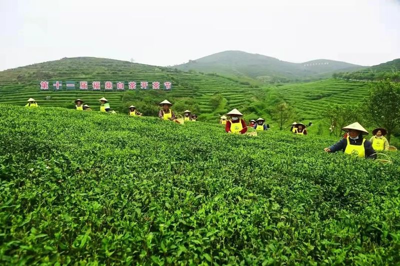 有关于福鼎白茶开茶节:以一片叶子富一方百姓的信息(1)
