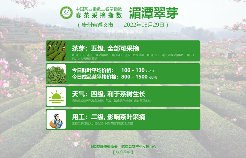 有关于春茶采摘指数:西湖龙井进入五级采摘期的内容(5)