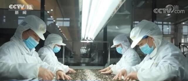 关于福建福鼎白茶综合产值达137亿 为全社会提供10万个就业岗位的最新消息(1)