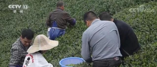 关于福建福鼎白茶综合产值达137亿 为全社会提供10万个就业岗位的最新消息(2)
