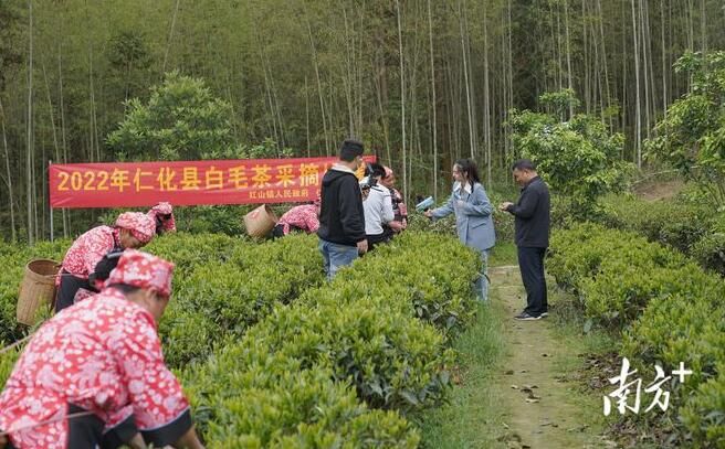 关于2022广东“岭南茶山·春茶飘香”直播活动在仁化县红山镇举行的信息(1)