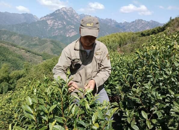 有关于黄山汤口镇:毛峰吐新芽 正是春茶采摘时的新闻