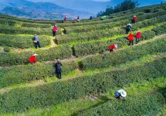 关于竹溪县:汇湾镇茶园春茶俏销的相关内容