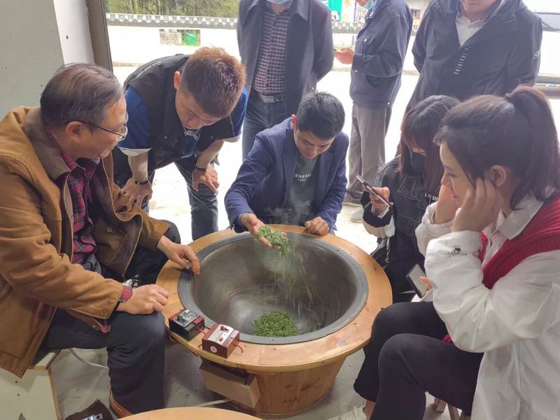 关于太湖举办茶叶加工制作技术培训会的消息(1)