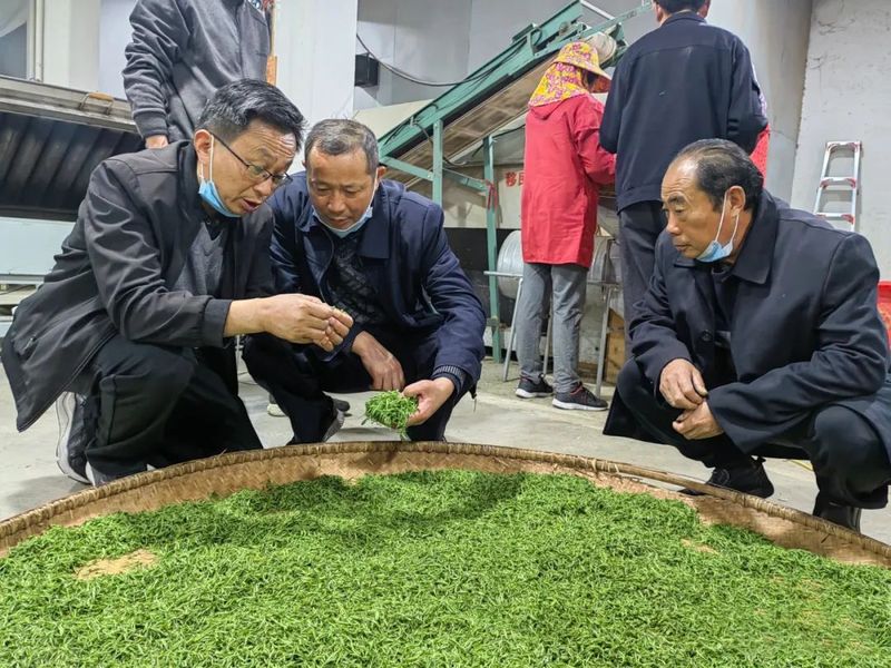 关于太湖举办茶叶加工制作技术培训会的消息(2)
