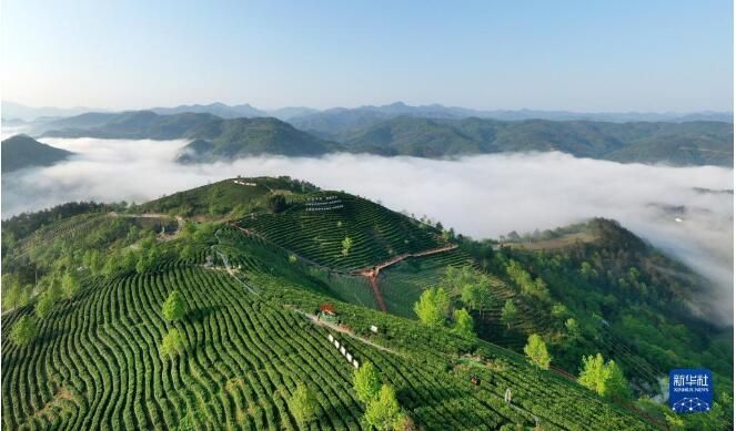 有关于陕西平利:以茶致富 因茶兴业的相关信息(9)