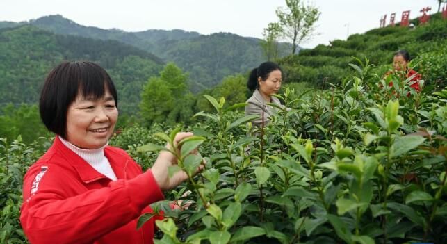 有关于陕西平利:以茶致富 因茶兴业的相关信息(6)