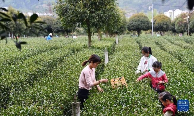 有关于陕西平利:以茶致富 因茶兴业的相关信息(8)