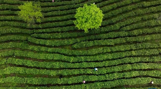 有关于陕西平利:以茶致富 因茶兴业的相关信息(5)